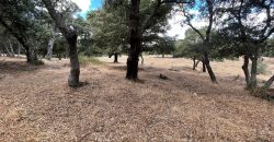 Land For Sale Olbia Sardinia ref AratMann