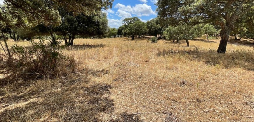 Land For Sale Olbia Sardinia ref AratMann