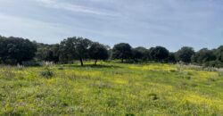 Farmhouse for sale Olbia Sardinia ref Cuncosu