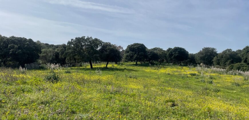 Farmhouse for sale Olbia Sardinia ref Cuncosu