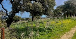 Farmhouse for sale Olbia Sardinia ref Cuncosu