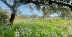 Farmhouse for sale Olbia Sardinia ref Cuncosu