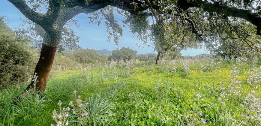 Farmhouse for sale Olbia Sardinia ref Cuncosu