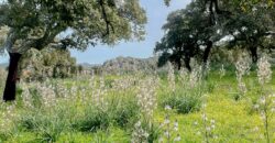 Farmhouse for sale Olbia Sardinia ref Cuncosu