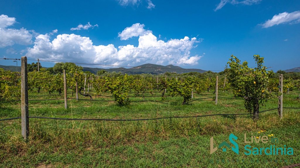 view on a sardinia vineyard