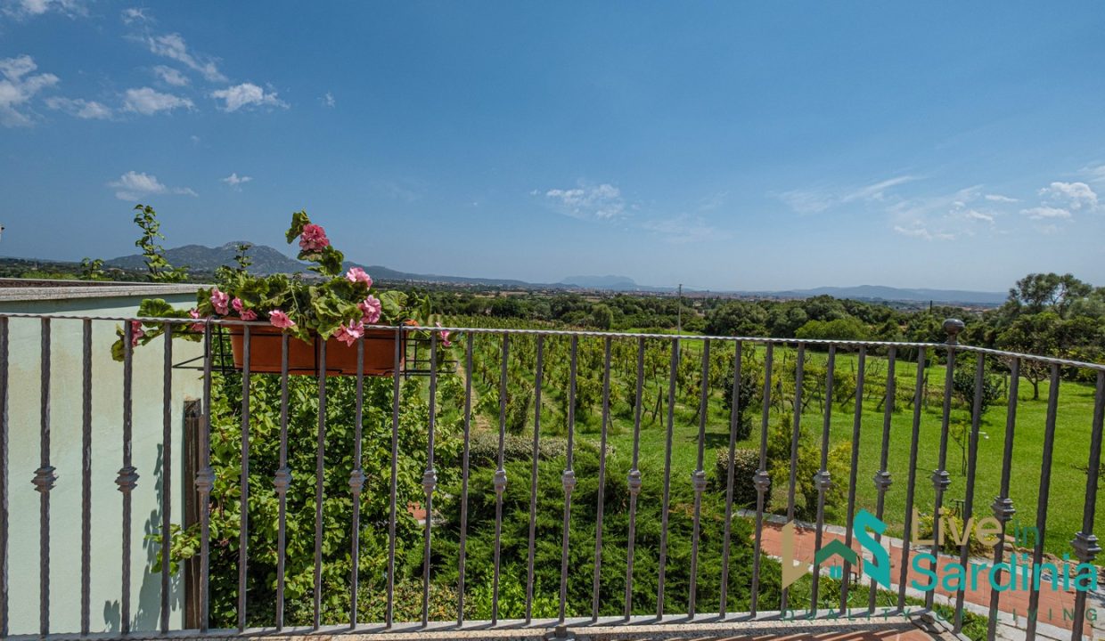 Vineyard view from the terrace in sardinia, blue sky and greenery all around