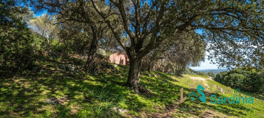 Olm oak tree and grassfield, and Sardinia traditional home in the background