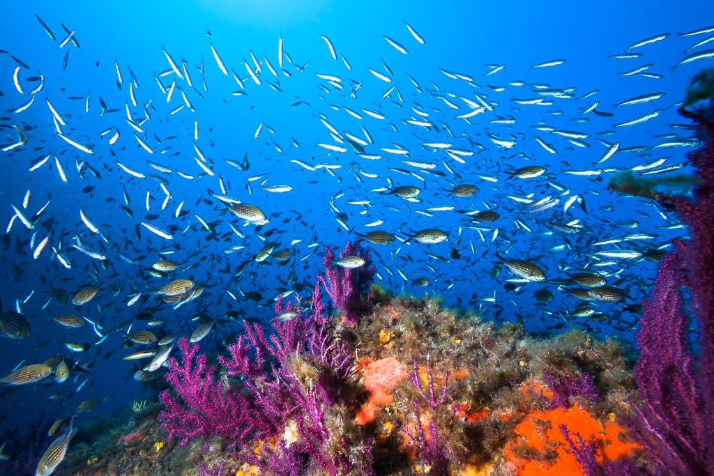 underwater scenery with colourful fishes and underwater flora 