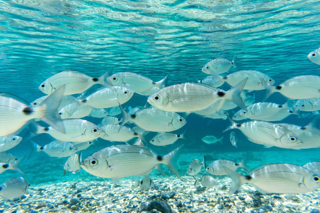 fishes swimming on transparente waters