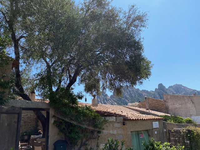 a old olive tree and stone house in san pantaleo and on the background a granite mount 